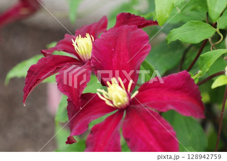ワインレッドの花を咲かせるクレマチス　ニオベ 128942759