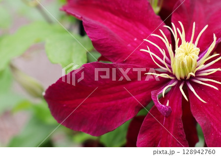 ワインレッドの花を咲かせるクレマチス　ニオベ 128942760