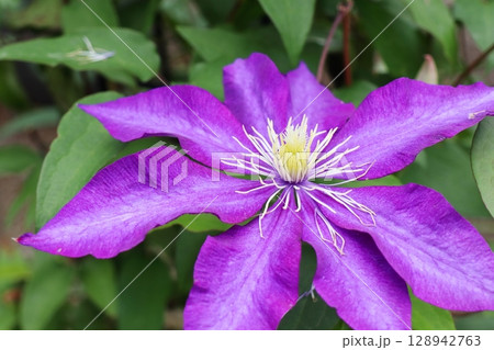 紫色の花を咲かせるクレマチス　ダニエルデロンダ 128942763