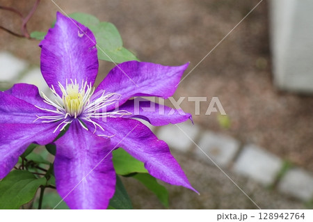 紫色の花を咲かせるクレマチス　ダニエルデロンダ 128942764