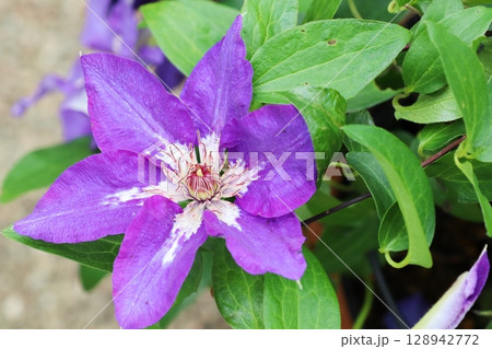 紫色の花に白い筋の入るクレマチス　サムライ 128942772