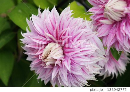 八重咲きのピンクのクレマチス　ジョセフィーヌ 128942775