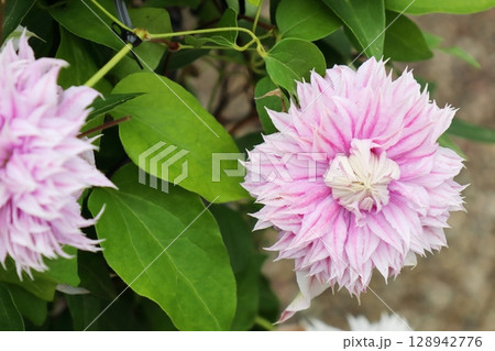 八重咲きのピンクのクレマチス　ジョセフィーヌ 128942776