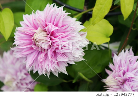 八重咲きのピンクのクレマチス　ジョセフィーヌ 128942777