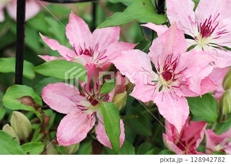ピンクの花を咲かせるクレマチス サラエリザベス ピンクの花を咲かせるクレマチス サラエリザベス 128942782