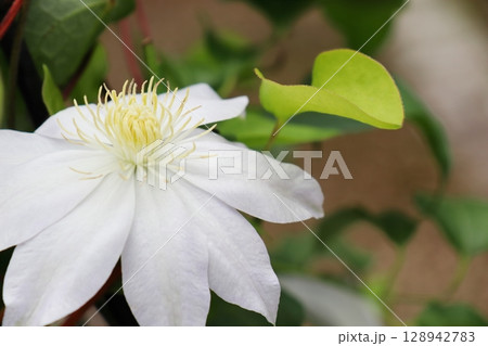 真っ白な花のクレマチス　銀河 128942783