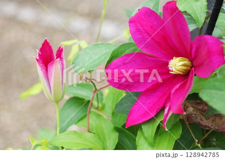 赤ピンク色の花を咲かせるクレマチス サンセット 赤ピンク色の花を咲かせるクレマチス サンセット 128942785
