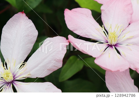 薄いピンク色をしたクレマチス　アイノール 128942786