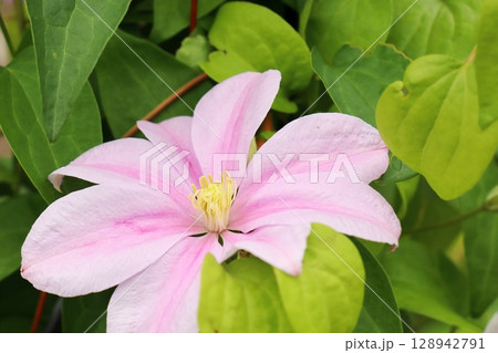 ピンク色のクレマチス　エヴァ 128942791