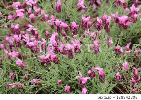 ピンク色のフレンチラベンダー ラヴェアンナ・ピンクロリポップ ピンク色のフレンチラベンダー ラヴェアンナ・ピンクロリポップ 128942808