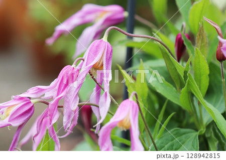 ピンク色のインテグリフォリア系クレマチス　花島 128942815