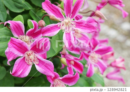ピンク色の花を咲かせるクレマチス　ぺヴェールプロフュージョン 128942821