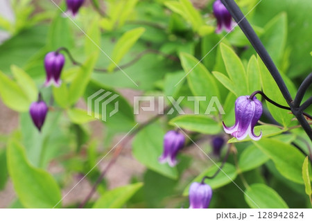 ヴィオルナ系の紫色のクレマチス ソフィー ヴィオルナ系の紫色のクレマチス ソフィー 128942824