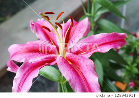 赤い筋の入ったピンク色の百合　ジャクソンビル 128942911