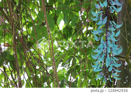 温室の真っ青なヒスイカズラ 128942938