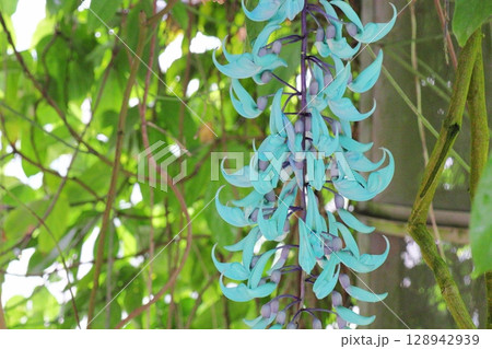 温室の真っ青なヒスイカズラ 128942939