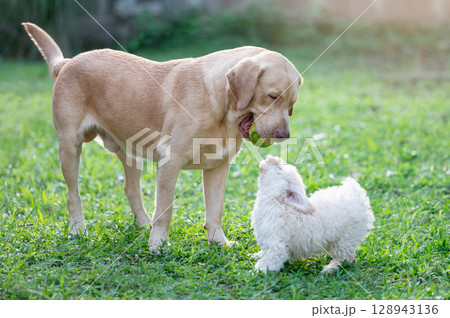 Big and small dog play on green grass park 128943136