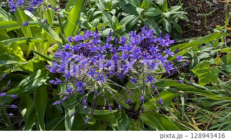 オオツルボ オオツルボ 128943416