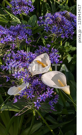 カラーとオオツルボ 128943417