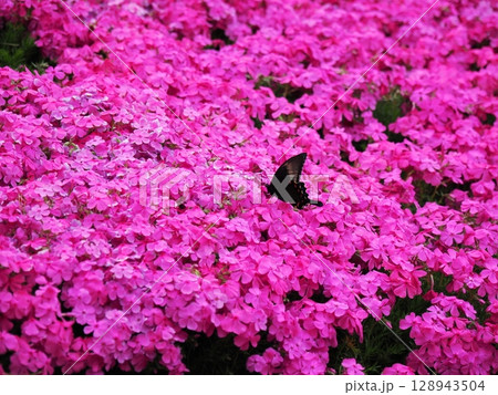 芝桜とジャコウアゲハ 芝桜とジャコウアゲハ 128943504