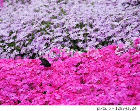 芝桜とジャコウアゲハ 芝桜とジャコウアゲハ 128943524