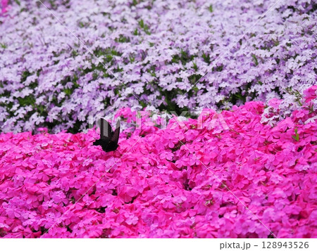 芝桜とジャコウアゲハ 128943526