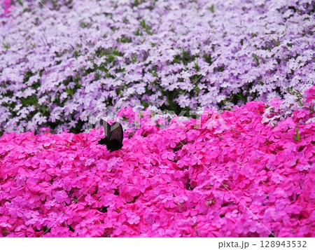 芝桜とジャコウアゲハ 芝桜とジャコウアゲハ 128943532