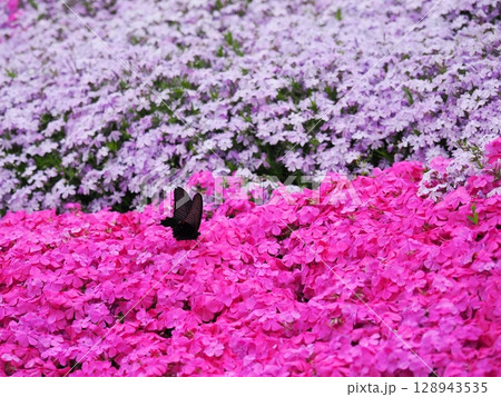 芝桜とジャコウアゲハ 128943535