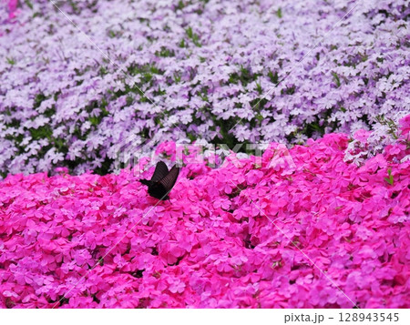 芝桜とジャコウアゲハ 芝桜とジャコウアゲハ 128943545