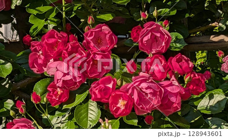 バラ 128943601