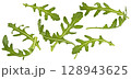 Rucola leaves, falling arugula salad isolated on white background with clipping path 128943625