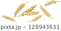 Ears of wheat isolated on white background with clipping path, full depth of field, collection 128943631