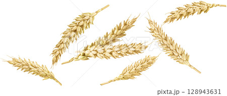 Ears of wheat isolated on white background with clipping path, full depth of field, collection Ears of wheat isolated on white background with clipping path, full depth of field, collection 128943631