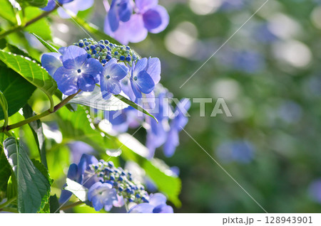 道端に咲く紫陽花　白い紫陽花　青い紫陽花　ピンク色に染まる紫陽花　可愛い紫陽花 128943901