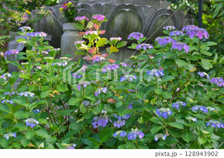 道端に咲く紫陽花 白い紫陽花 青い紫陽花 ピンク色に染まる紫陽花 可愛い紫陽花 道端に咲く紫陽花 白い紫陽花 青い紫陽花 ピンク色に染まる紫陽花 可愛い紫陽花 128943902