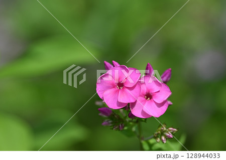 初夏に咲きはじめた二輪のクサキョウチクトウ 初夏に咲きはじめた二輪のクサキョウチクトウ 128944033