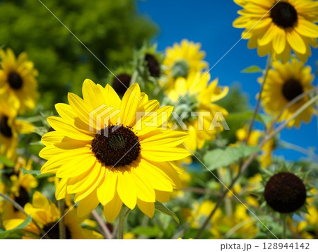 夏の日差しとヒマワリ 128944142