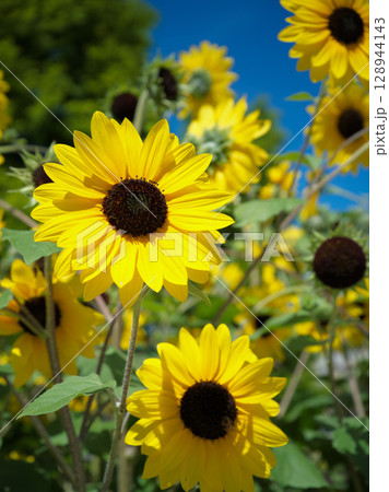 夏の日差しとヒマワリ 夏の日差しとヒマワリ 128944143