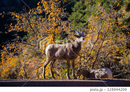 Bighorn Sheep Couple on Roadside in Zion National Park, Utah 128944209