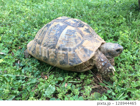 young hermann tortoises young hermann tortoises 128944465