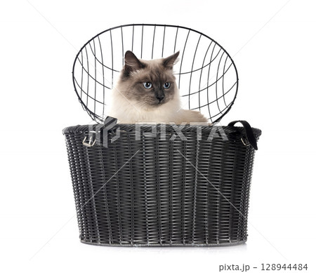 siberian cat and bicycle basket in studio 128944484