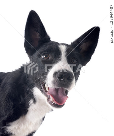 border collie in studio border collie in studio 128944487