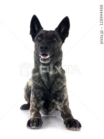 Dutch Shepherd in studio 128944488