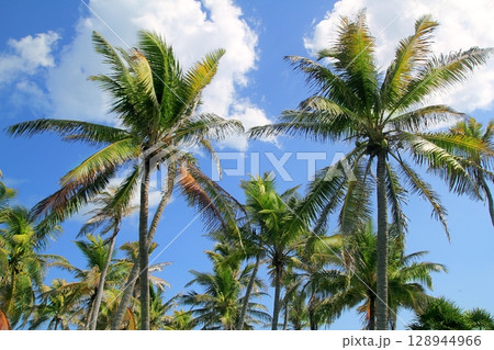 Coconut palm trees tropical typical background Coconut palm trees tropical typical background 128944966