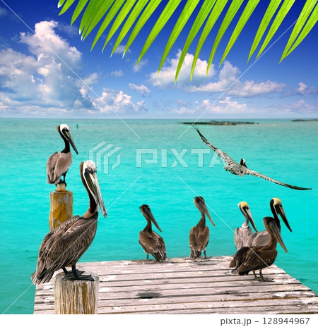 Caribbean pelican turquoise beach tropical sea 128944967
