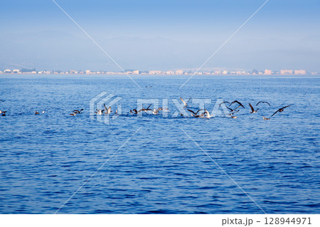 blue sea seagulls hunting sardine fish 128944971