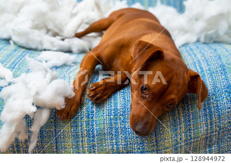 naughty playful puppy dog after biting a pillow 128944972