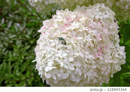 golden bronze beetle on a white hydrangea bud in a green garden. 128945164