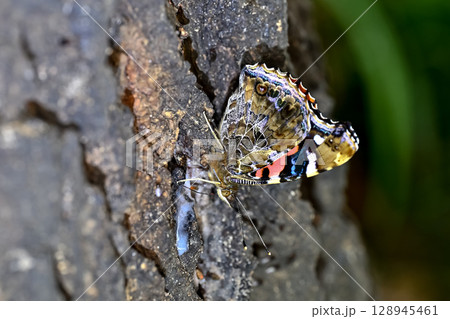 アカタテハ 128945461