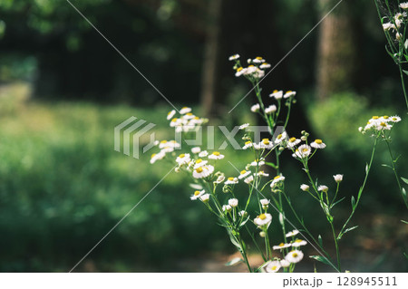 [宇治上神社／宇治神社]美しいタンポポ 128945511